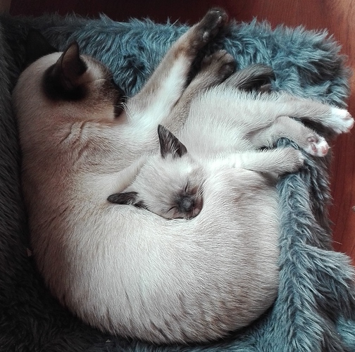 Feline met zwart bandje
