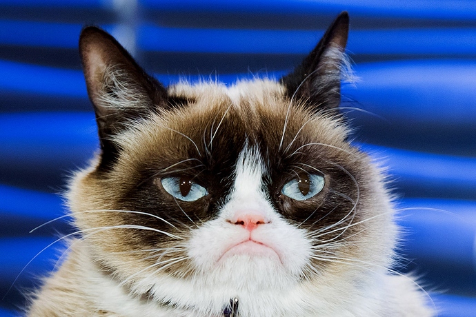 Culture-Grumpy-Cat-487386121