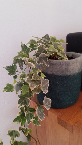 IMG-20191002-WA0002