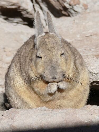 rodent-2099638_12801