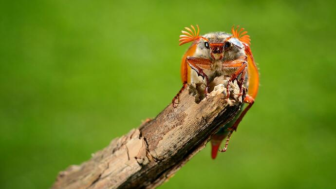 meikever_-_shutterstock_456488950