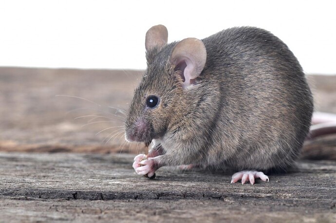 muis-1024x680