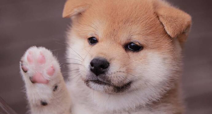 Mini-Shiba-Inu-HP-long
