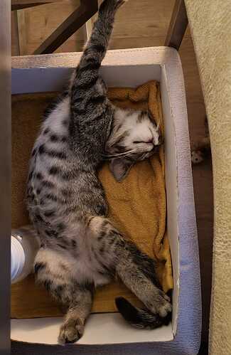 babykat3
