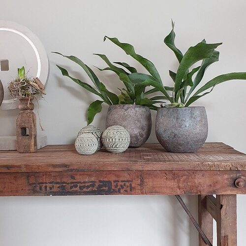 Planten-die-passen-binnen-een-landelijke-stijl-interieur-Hertshoorn-1-e1614717664827