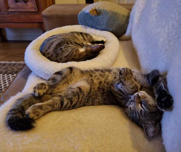 littlebabies