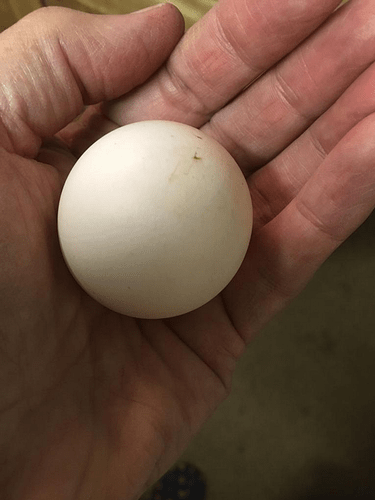round egg