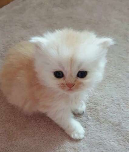 littlebabie