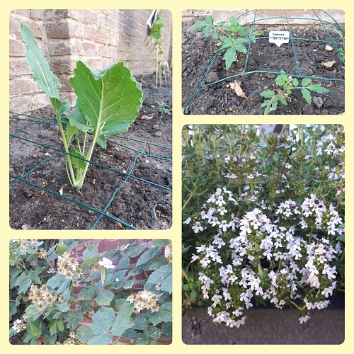 Moestuin