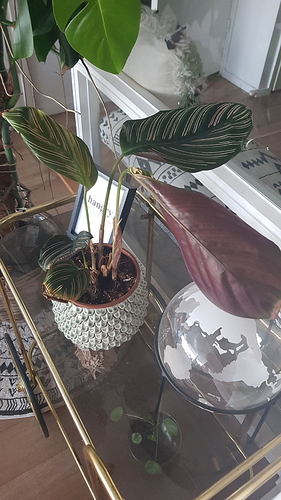 IMG-20190910-WA0018