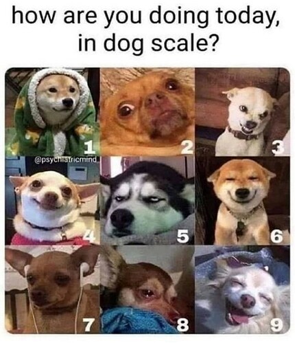 dog-are-doing-today-dog-scale-psychiatricmind-7-8-15