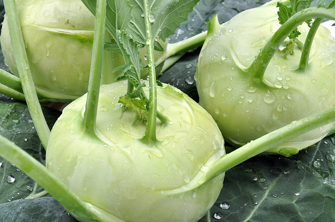 Wat-is-het-verschil-tussen-koolraap-en-koolrabi