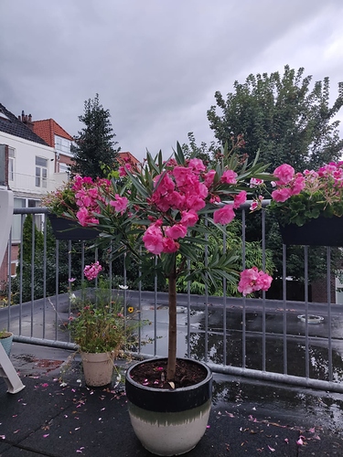 IMG-20180810-WA0008