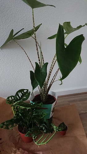 IMG-20191005-WA0010