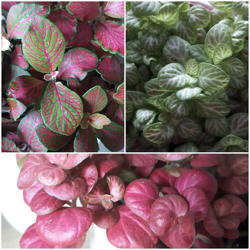 Fittonia