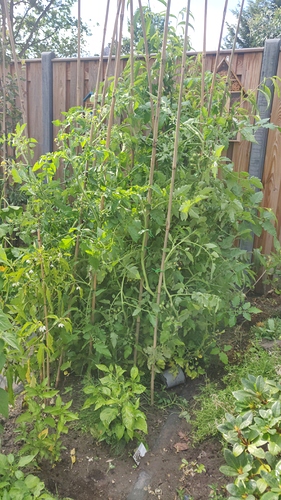 IMG-20200711-WA0010