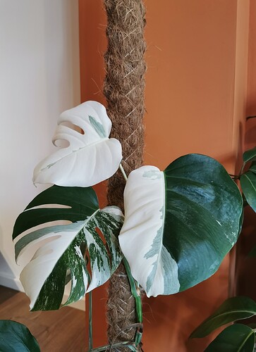 monstera2