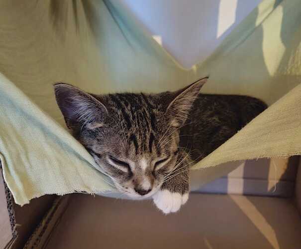 hammock3