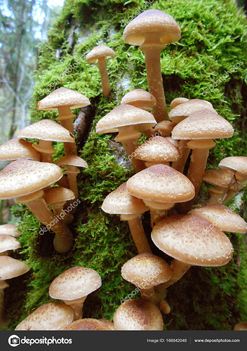 depositphotos_166842048-stock-photo-mushrooms-on-a-tree