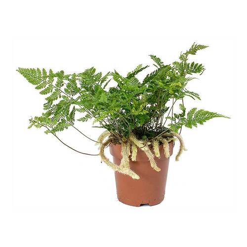 Humata-tyermannii-White-Rabbits-Foot-Fern_2000x