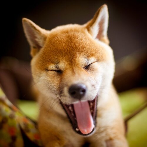 shiba-inu-puppy-1