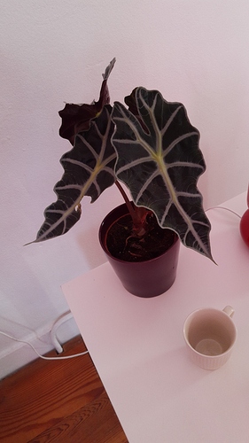 IMG-20191002-WA0004