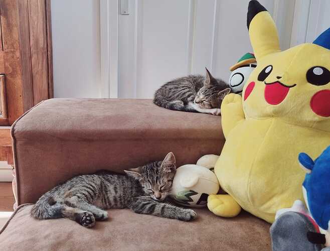 kitties