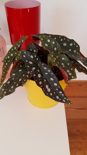 IMG-20191002-WA0006