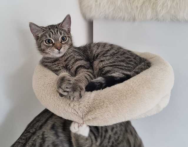 kat4