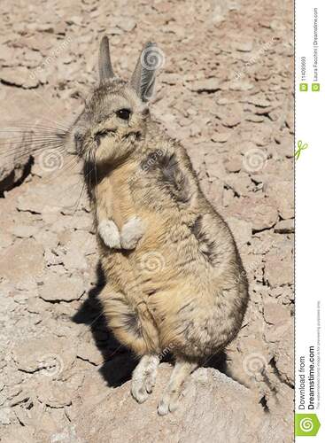 zuidelijke-viscacha-vizcacha-lagidium-viscacia-siloli-woestijn-bolivië-114093693