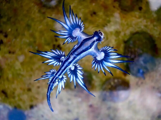 Blue_dragon-glaucus_atlanticus_(8599051974).jpeg