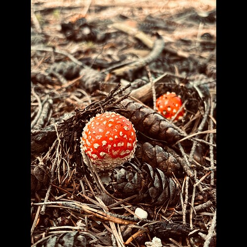 Whitagram-Image