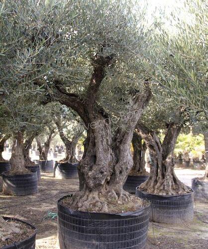 olijfboom-pyreneeen-kopen-140cm-stamomtrek