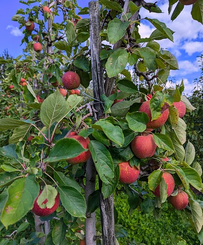 appels4