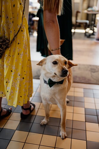 Wedding dog two