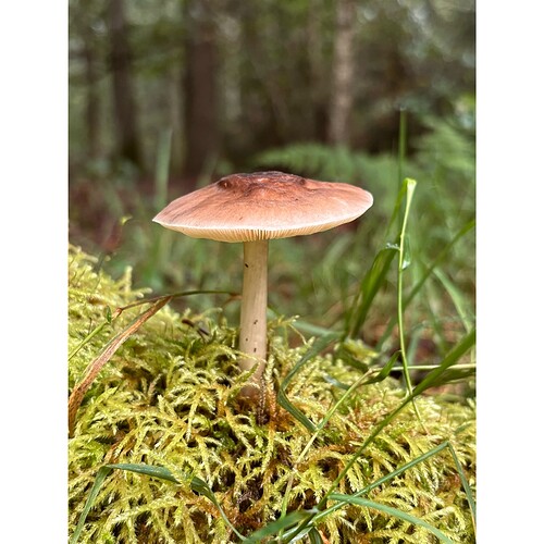 Whitagram-Image