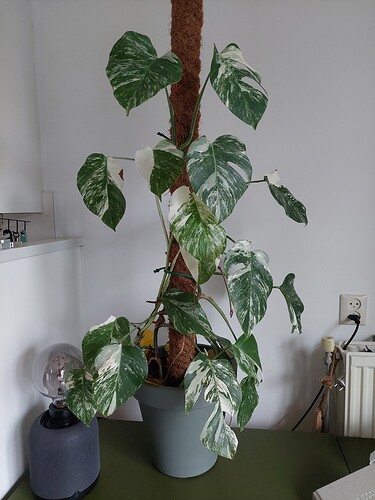 16675497601516410686873695687370