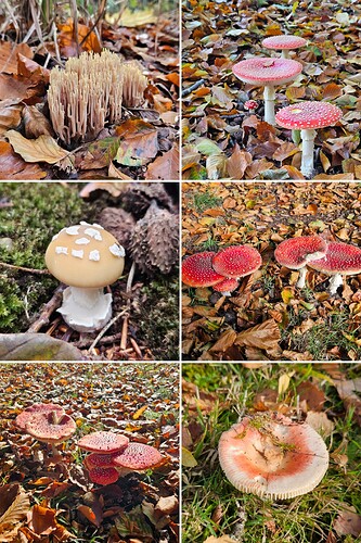 20251018_145620-COLLAGE