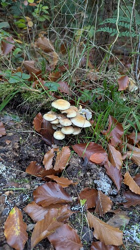 PXL_20251016_145949489