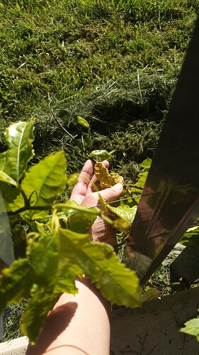 IMG-20230807-WA0017