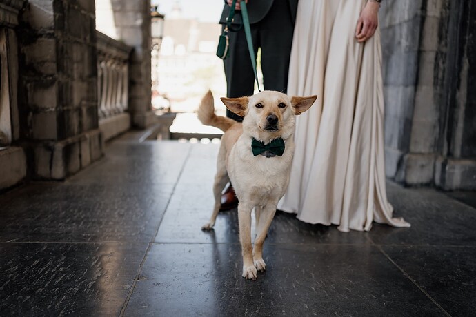 Wedding dog