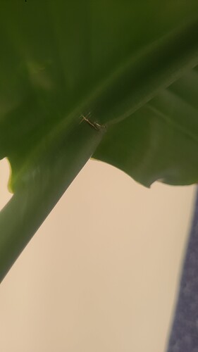 IMG-20260616-WA0009
