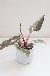 philodendron-pink-princess-marble-bladgoud-1