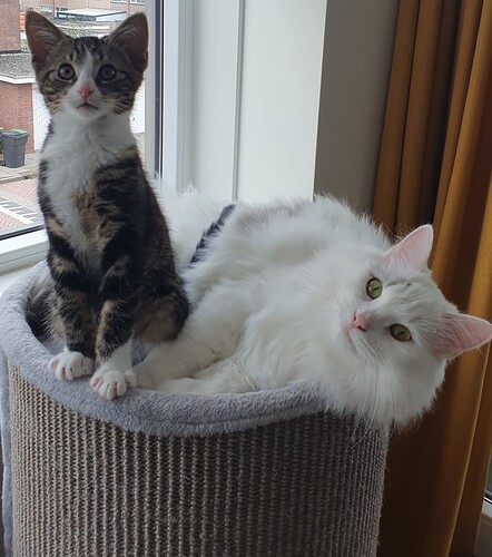 kittenssssss