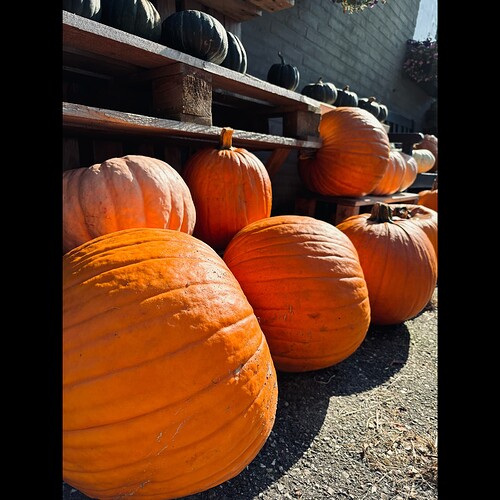 Whitagram-Image