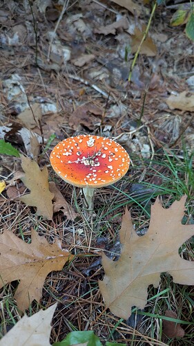 PXL_20251016_144606625