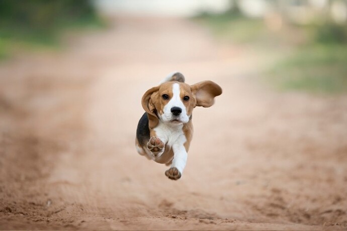 beagle