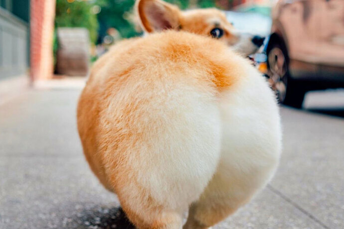 madmax-corgi-2
