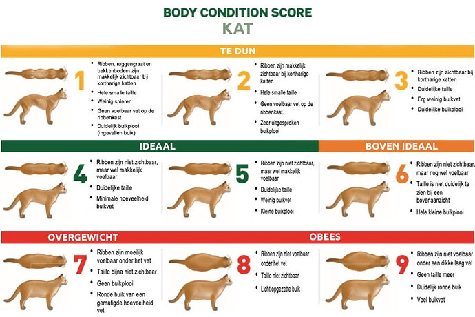 body-condition-score-kat