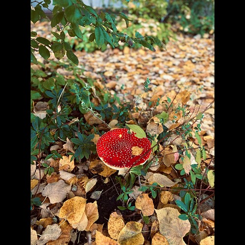 Whitagram-Image
